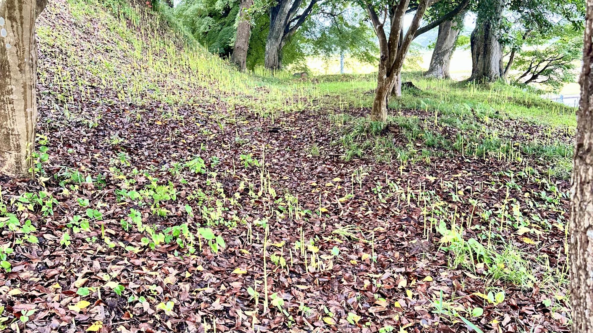 令和8年9月14日現在の羽黒山公園南側1