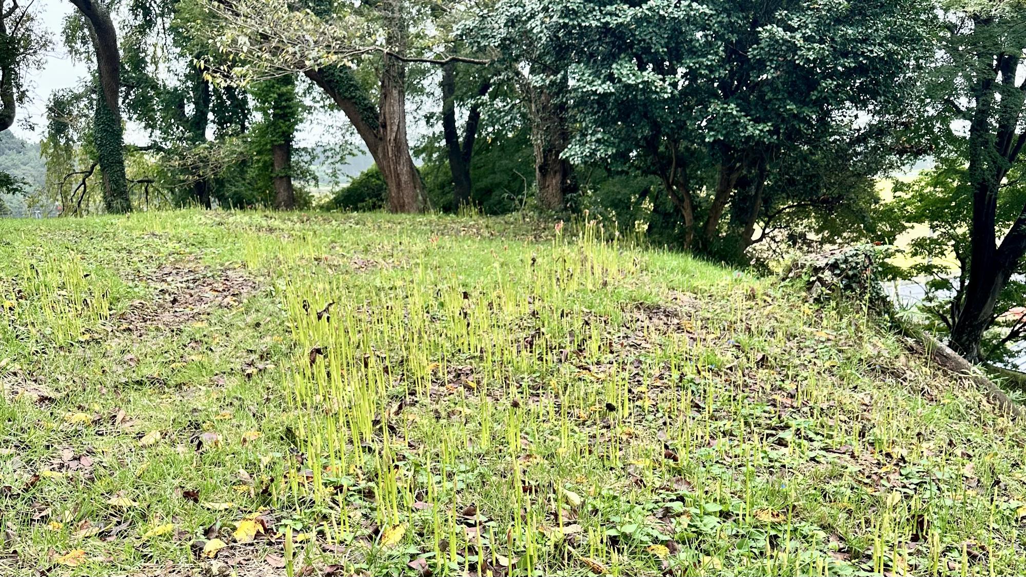 令和8年9月14日現在の羽黒山公園2