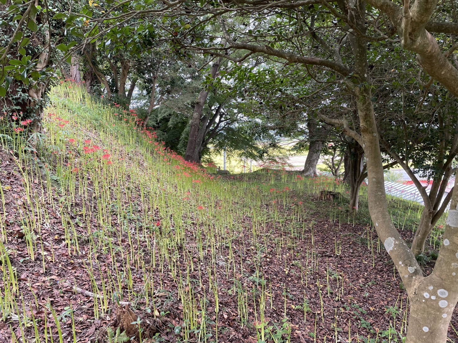 R8.9.18羽黒山公園南側1