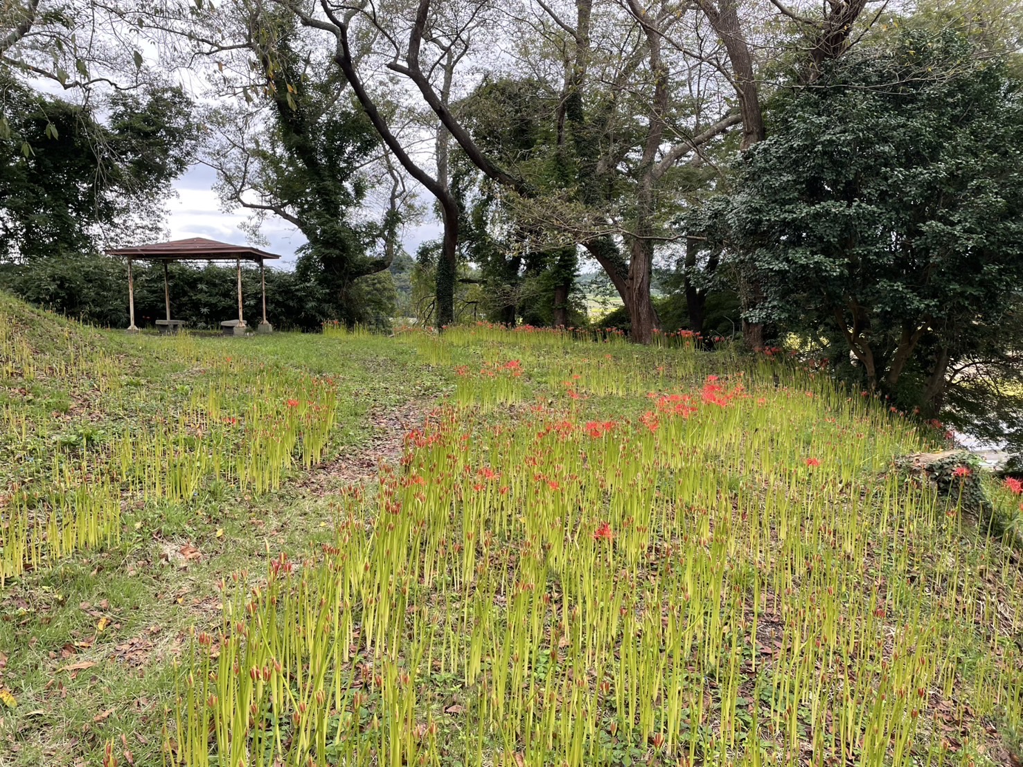 R8.9.18羽黒山公園南側2