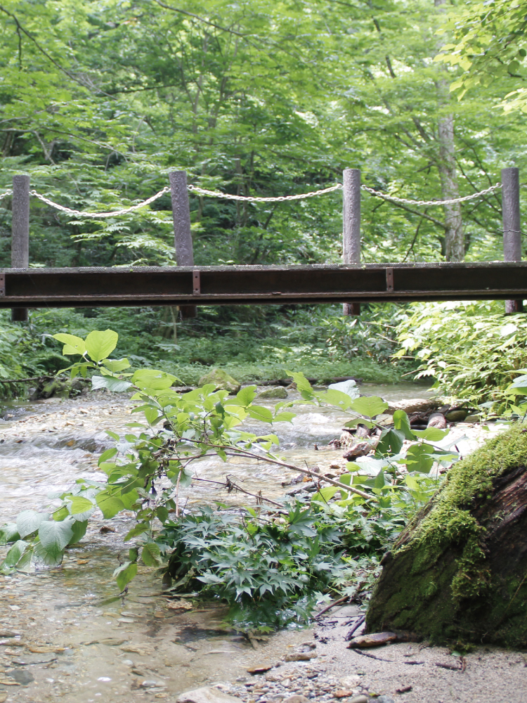 森の緑に映える川の写真
