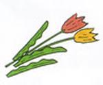 赤色と黄色のチューリップの切り花のイラスト