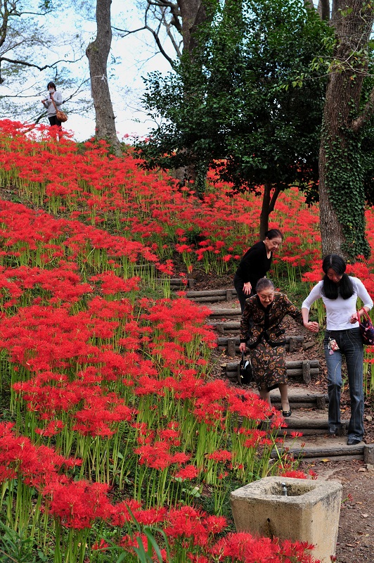 羽黒山公園の彼岸花の写真