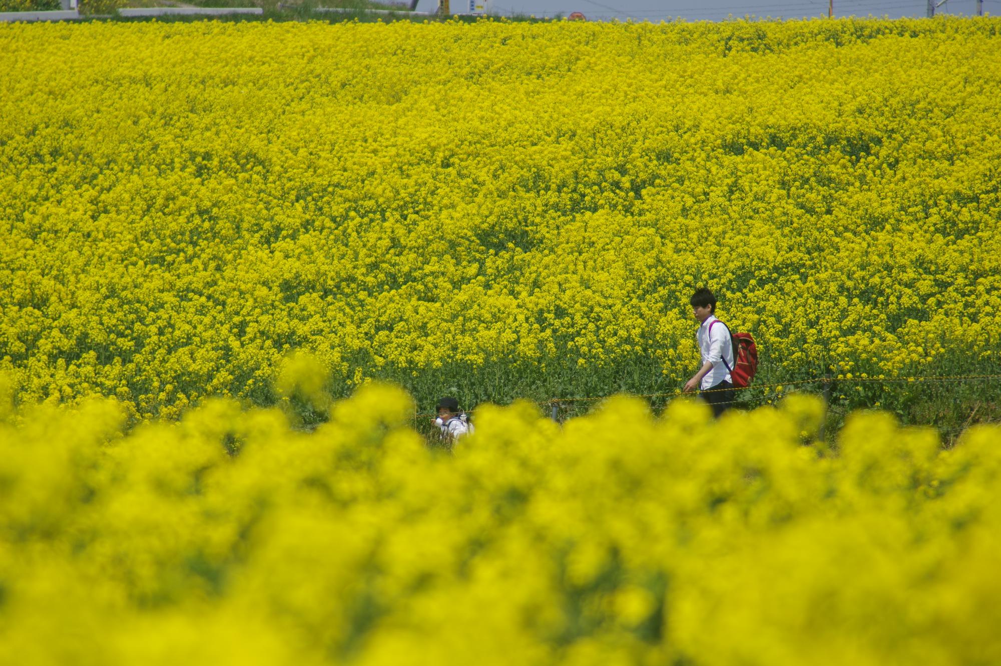 一般部門特別賞（パパ、菜の花きれいで賞）【パパ早くおいで】