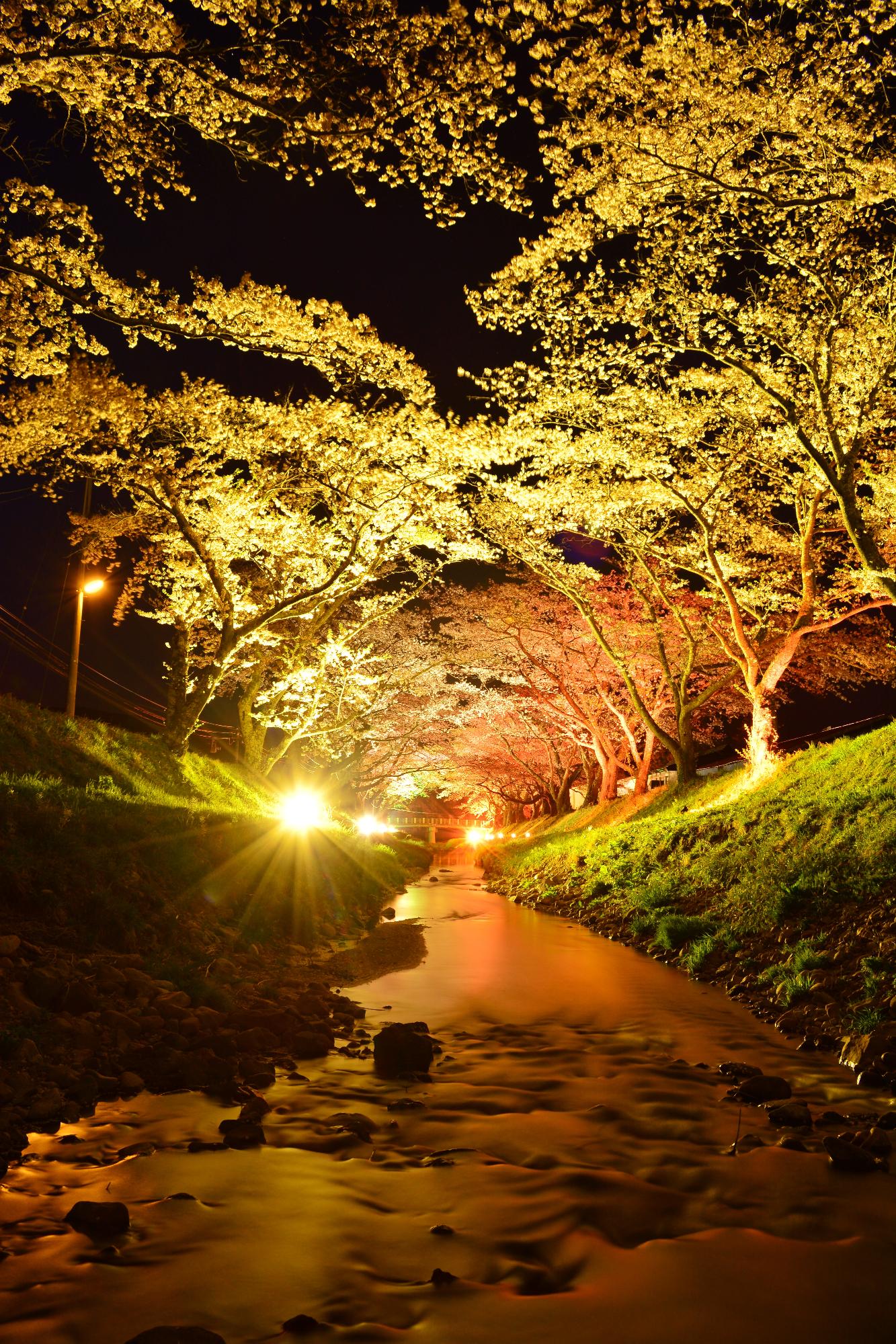 一般部門特別賞（夜桜もきれいで賞）【夜桜】