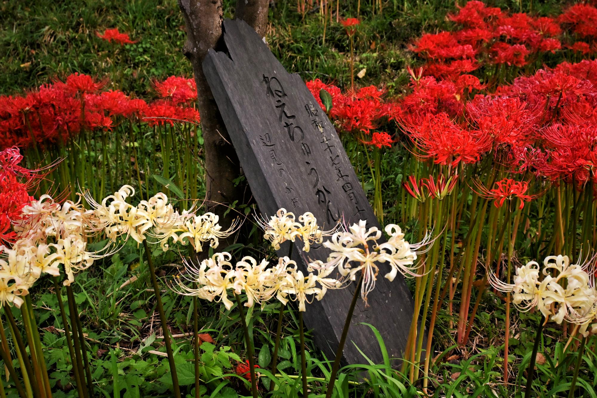 一般部門特別賞【紅白曼珠沙華】