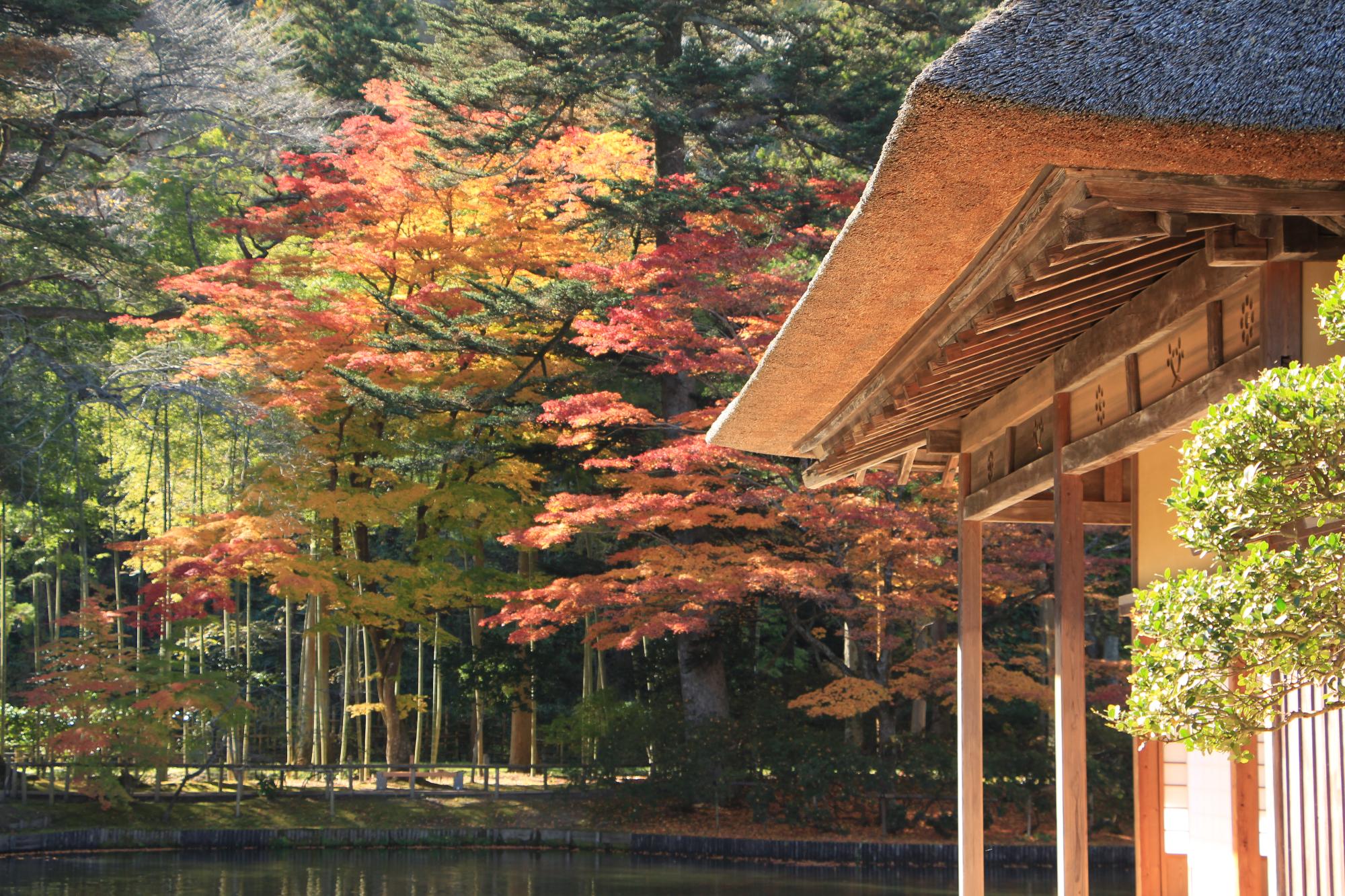 一般部門特別賞【有備館 脇から望む紅葉】