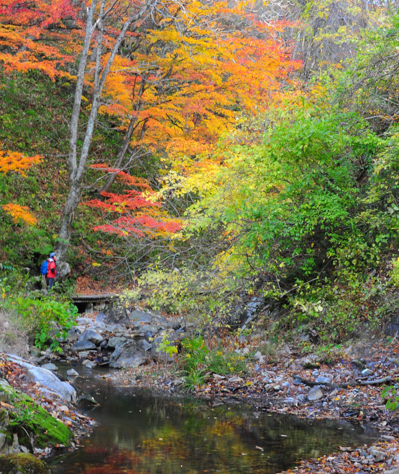 紅葉と遊歩道の写真