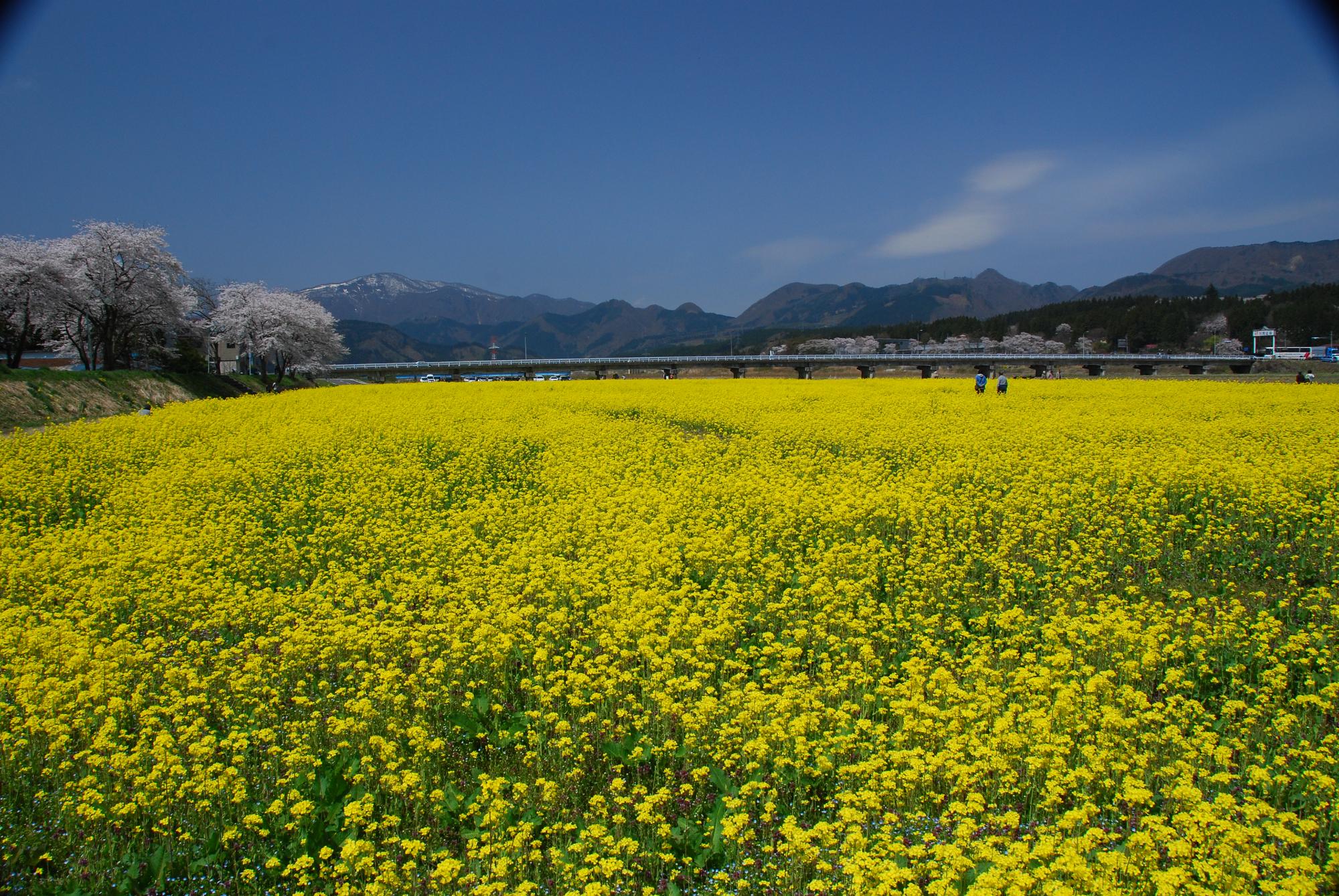 川渡温泉地区の菜の花と桜
