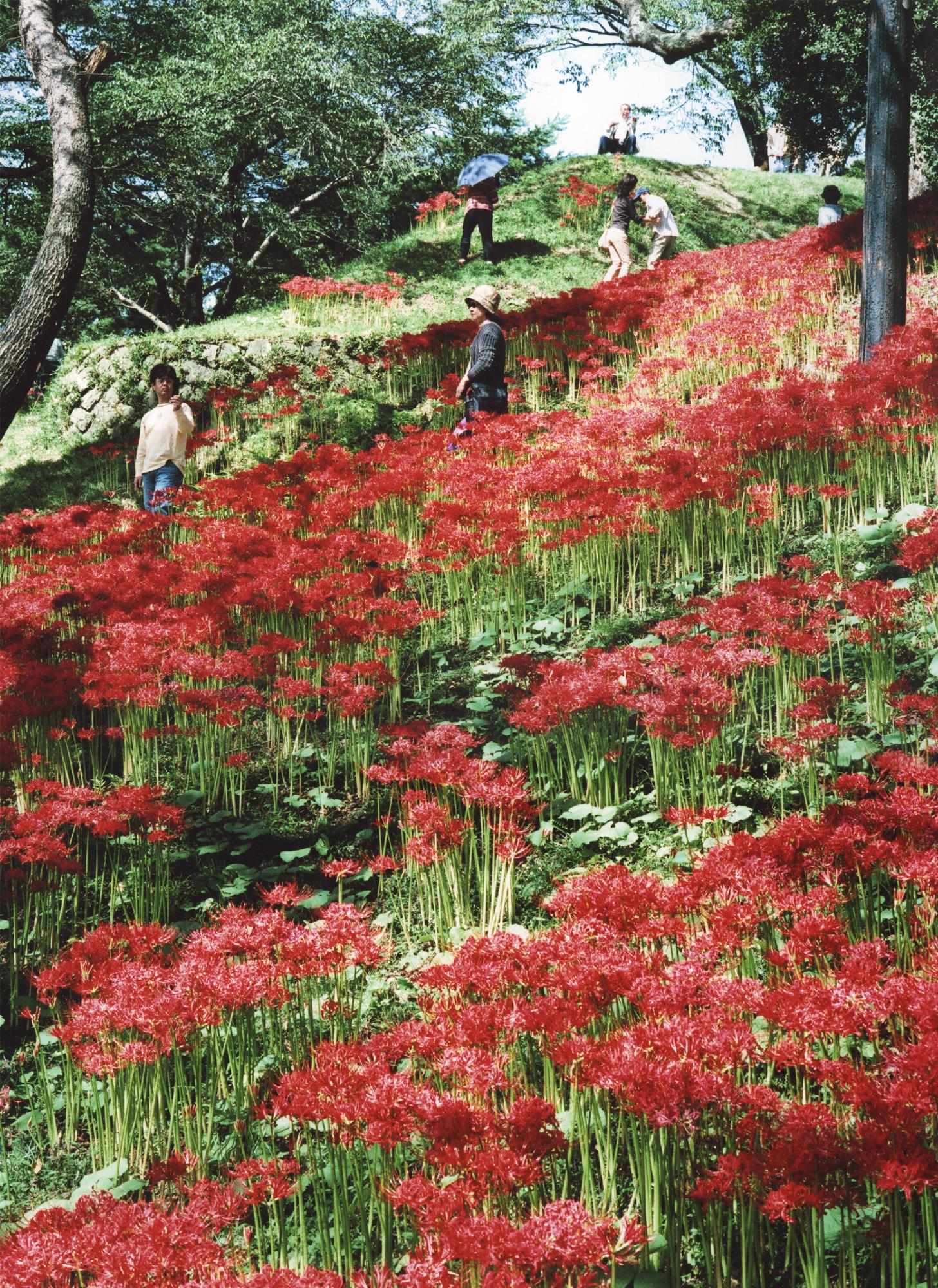 羽黒山公園の彼岸花