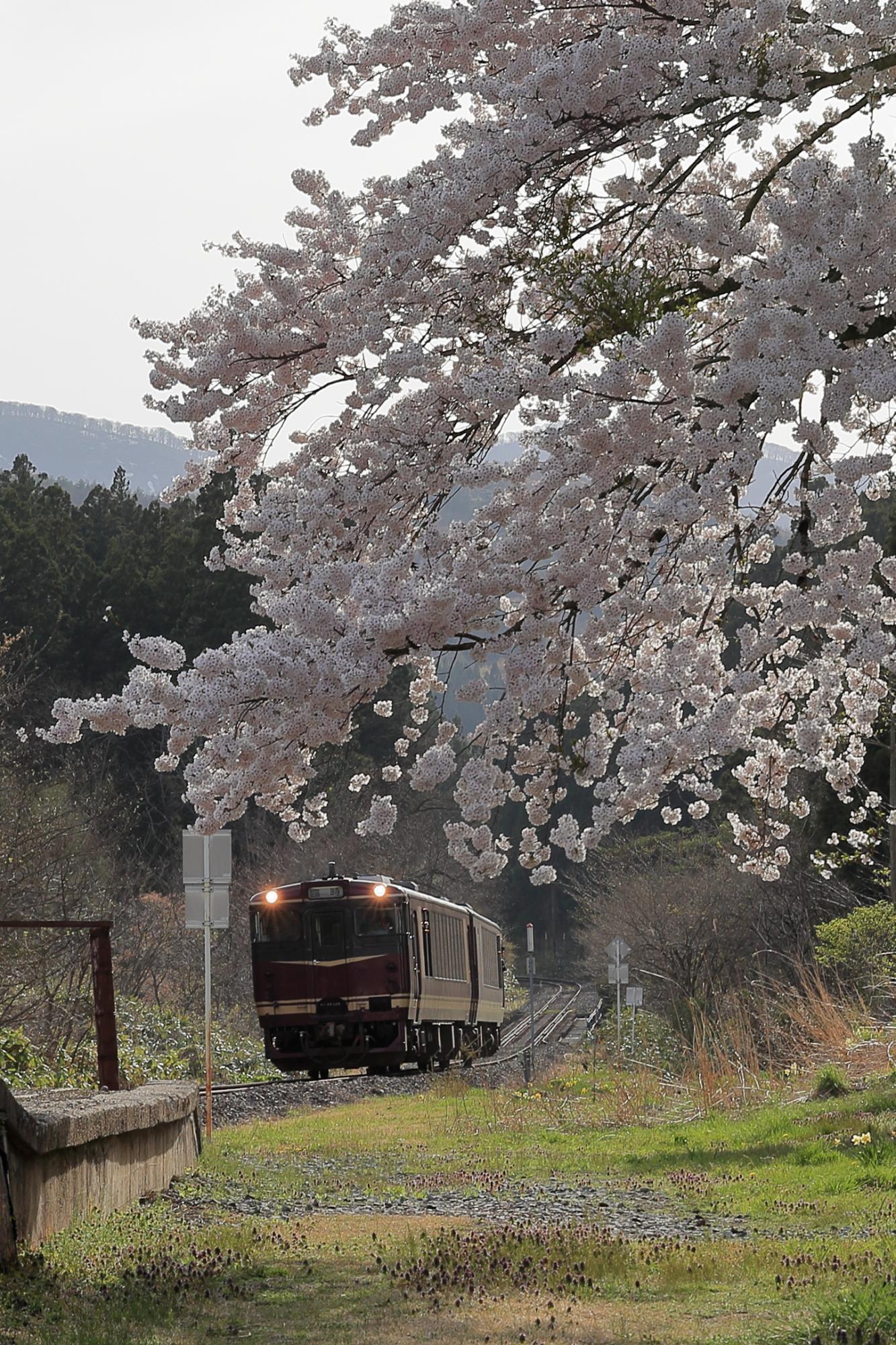 一般部門佳作【峠の駅に春を運ぶ】