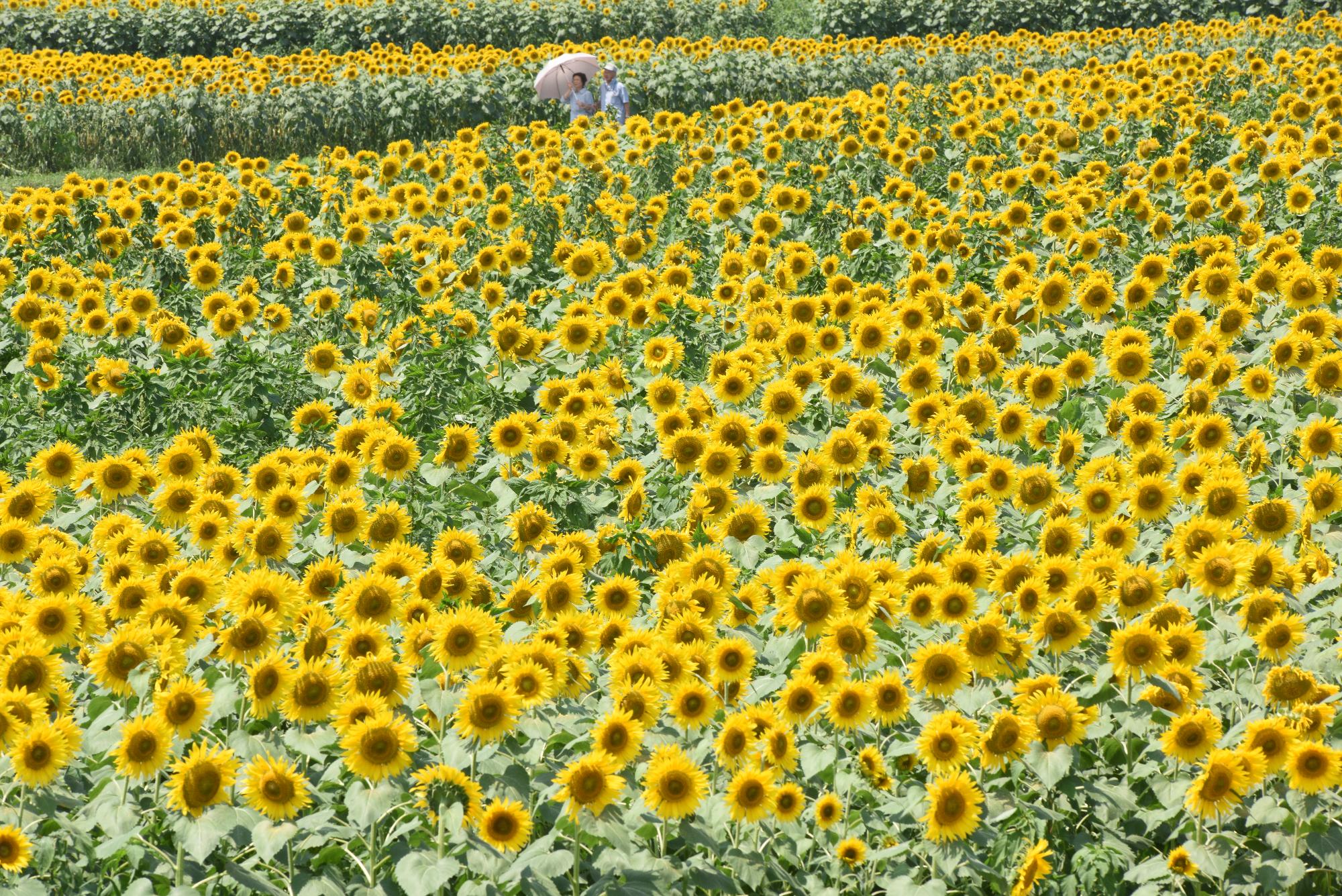 一般部門佳作【盛夏のひまわり畑】