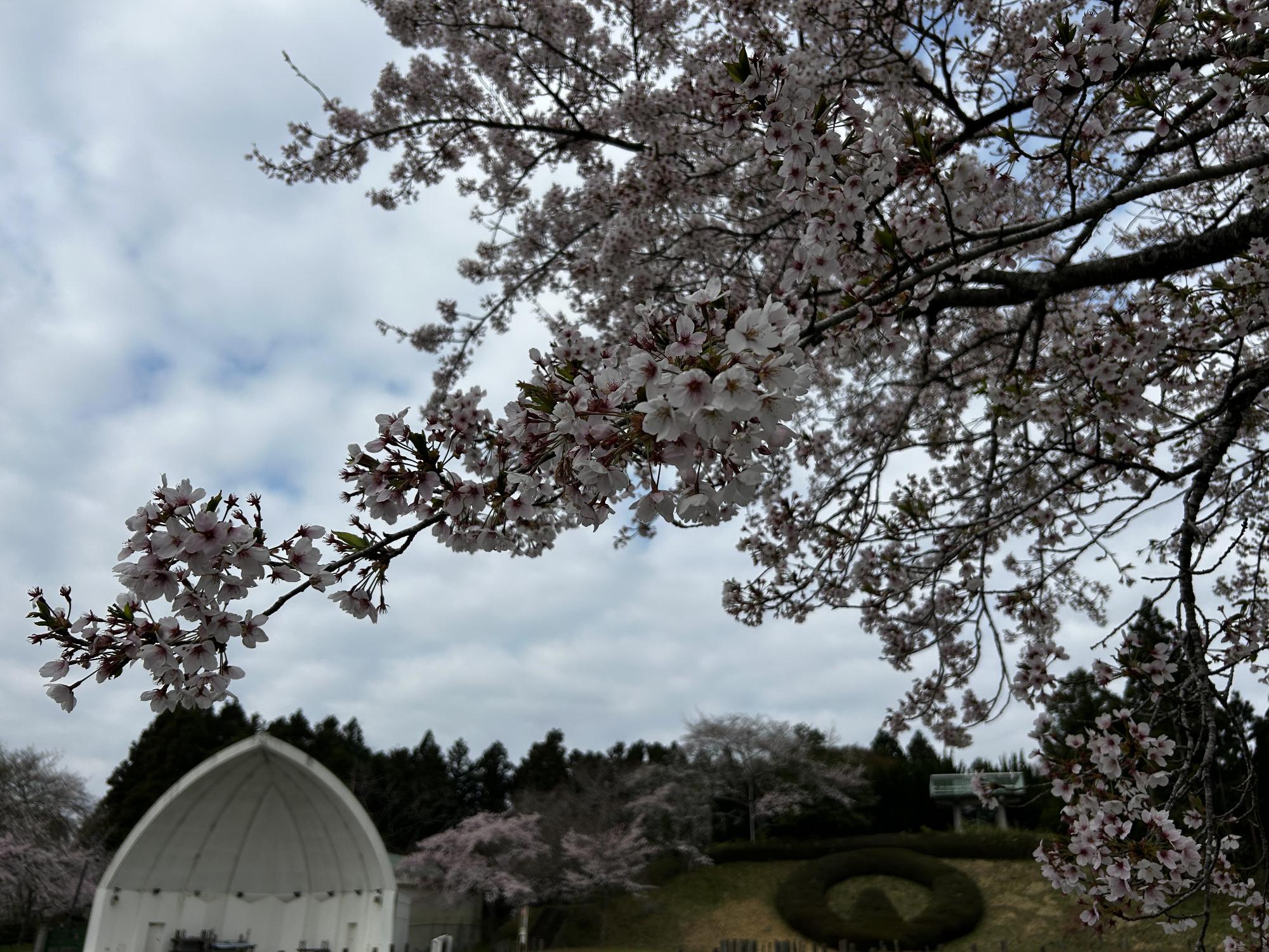 R8-4-15御本丸公園2