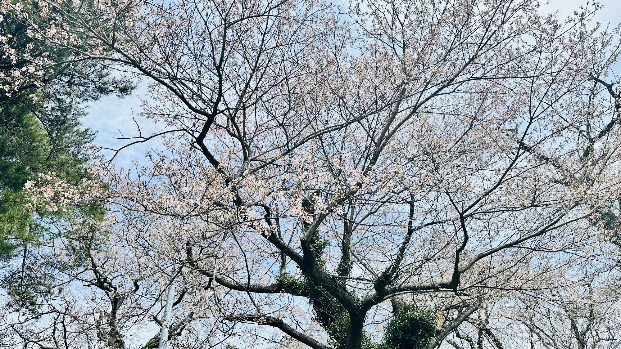 R8-4-15羽黒山公園