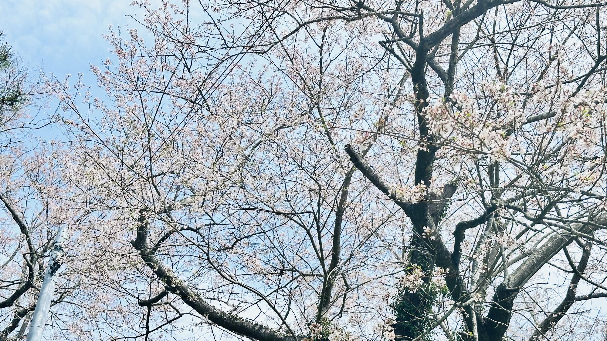 R8-4-15羽黒山公園2