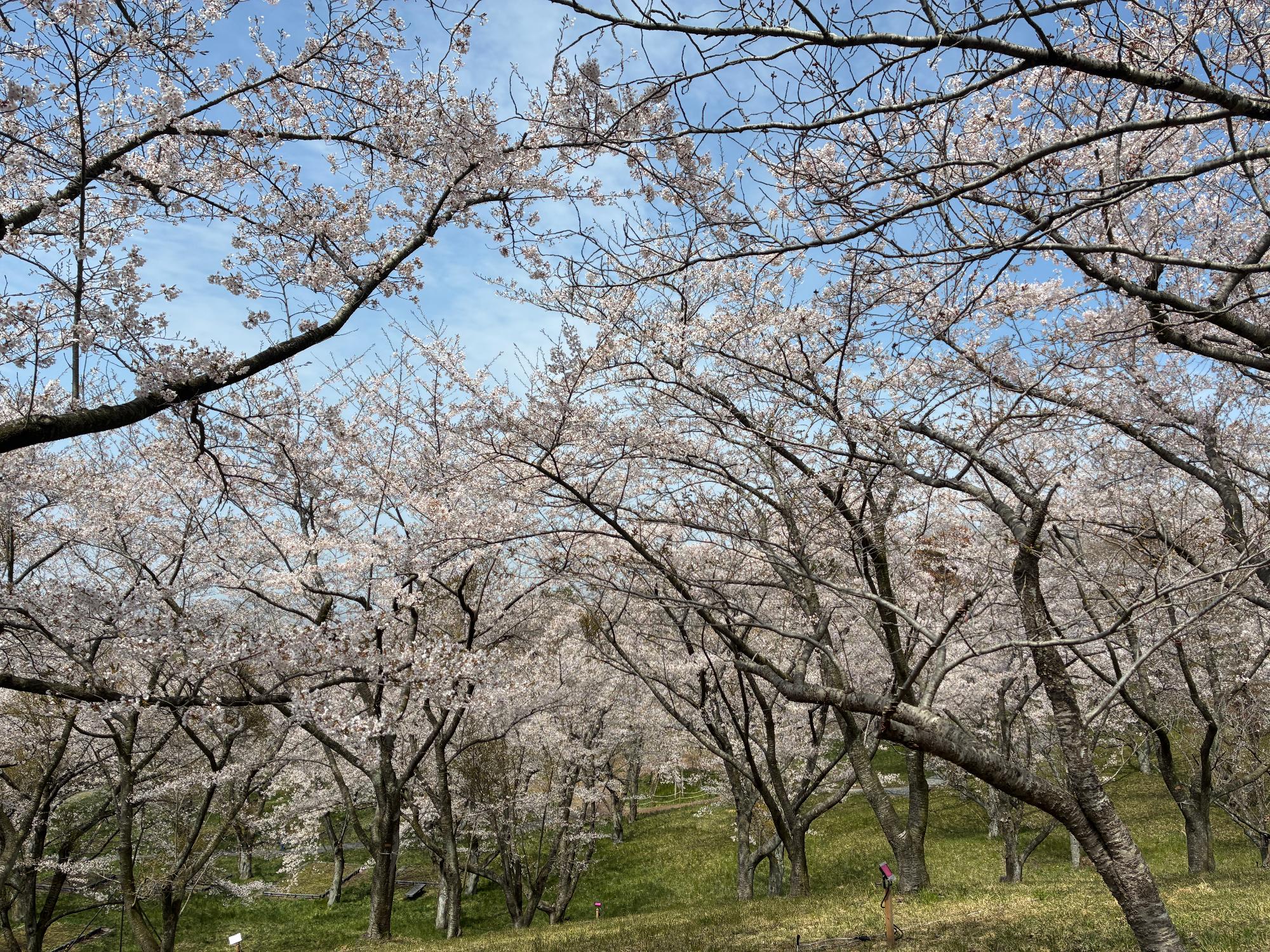 R8-4-15加護坊山山頂1