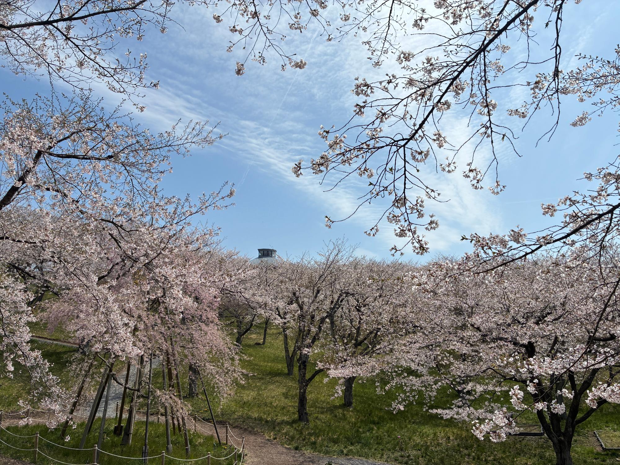 R8-4-15加護坊山山頂2