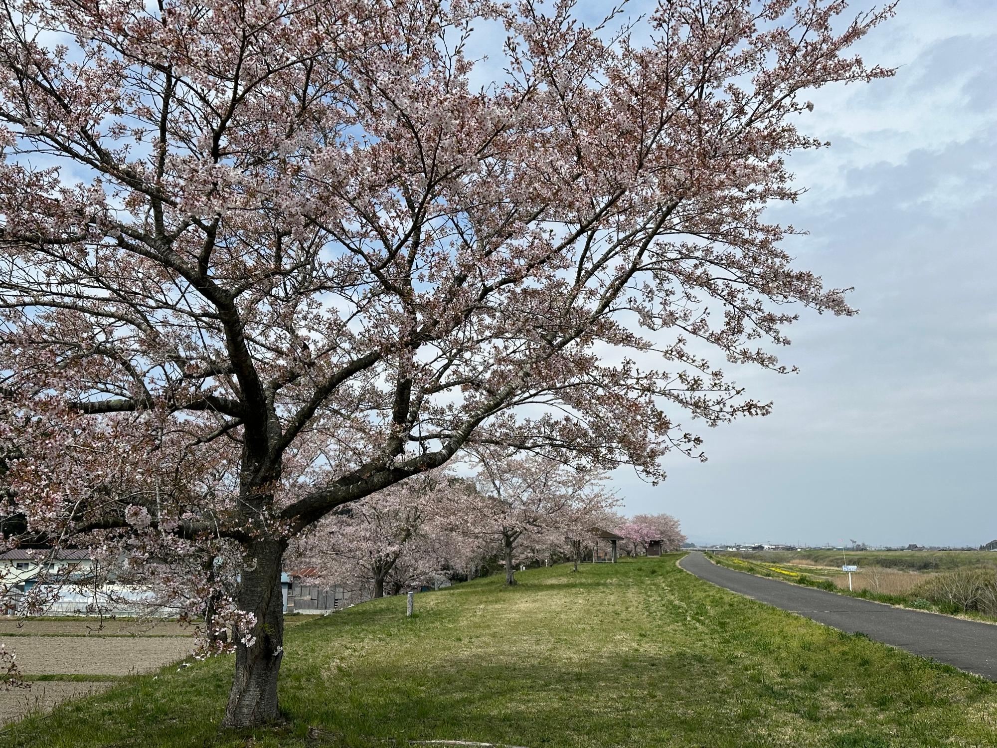 R8-4-15桜包み公園