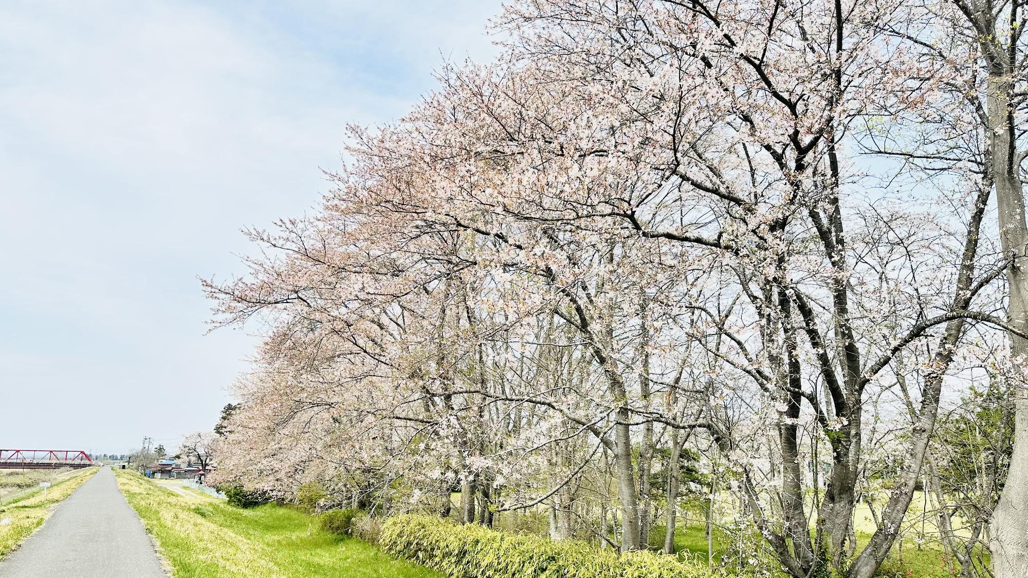 R8-4-15桜の目橋