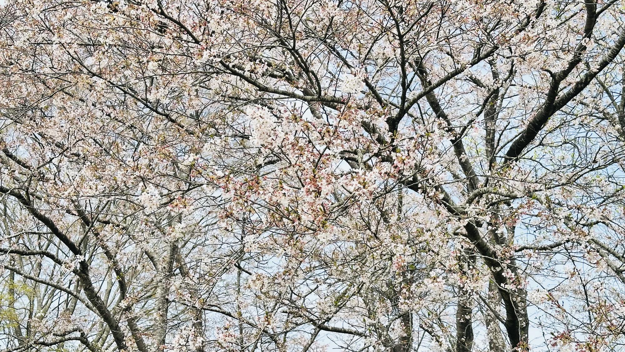 R8-4-15桜の目橋2