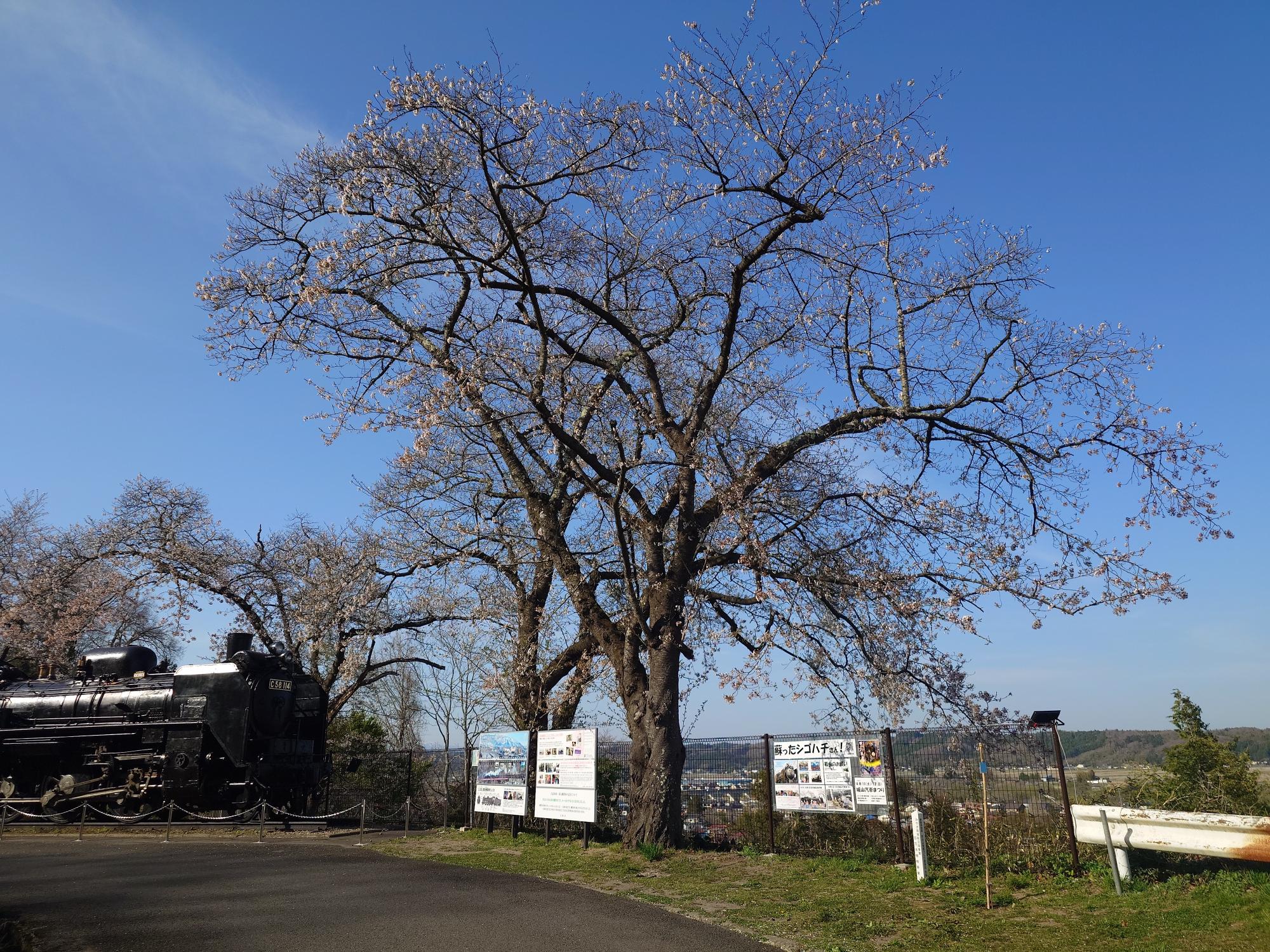 R8-4-15城山公園1