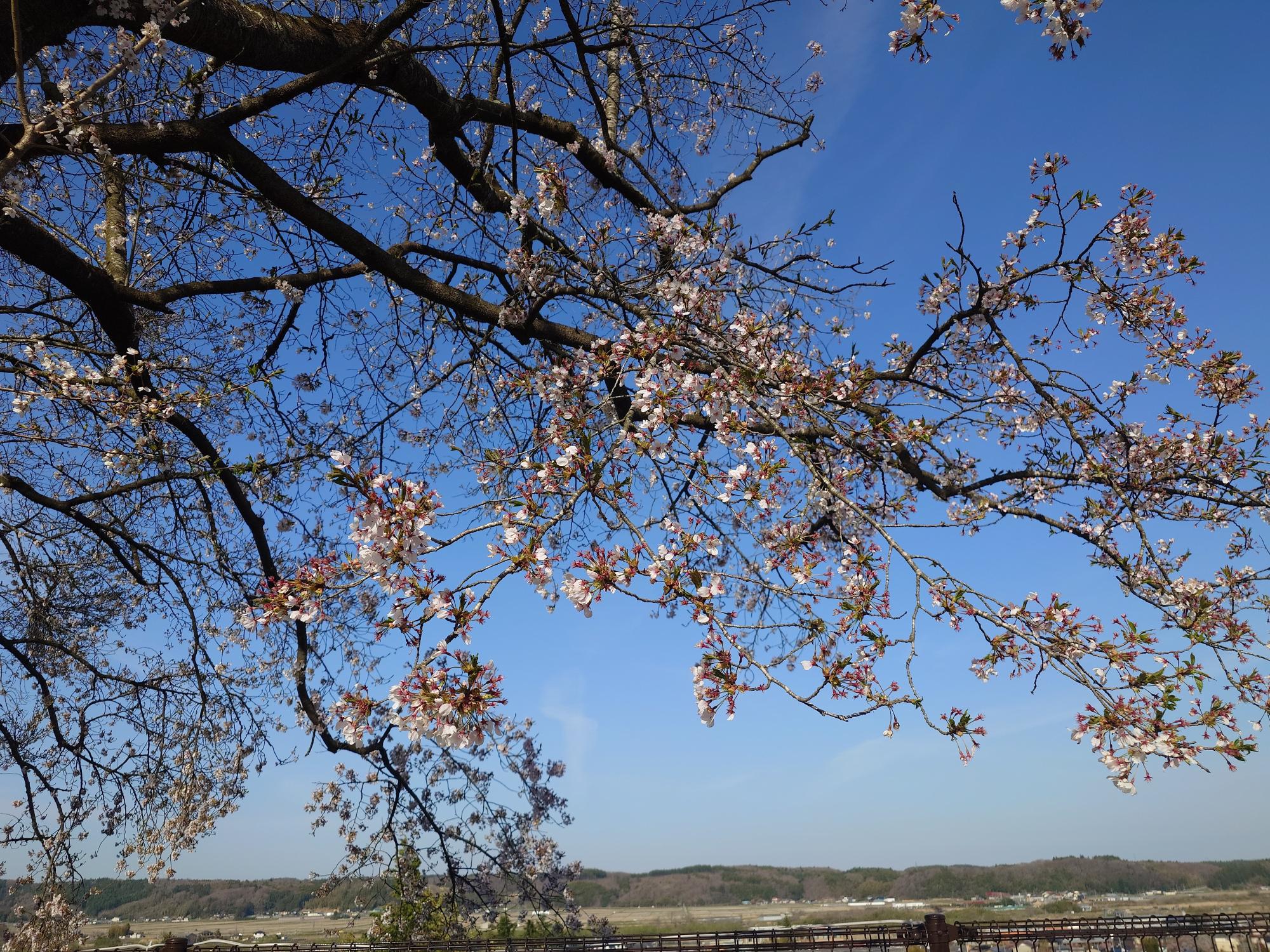 R8-4-15城山公園2