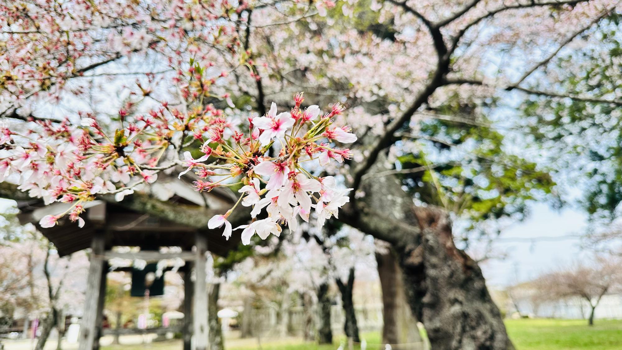 R8-4-15諏訪公園2