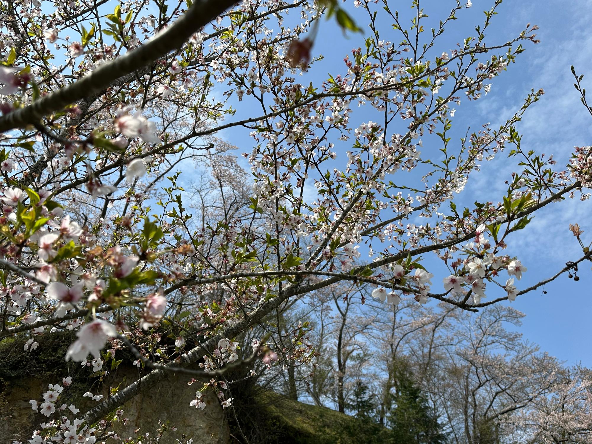 R8-4-15立山公園2
