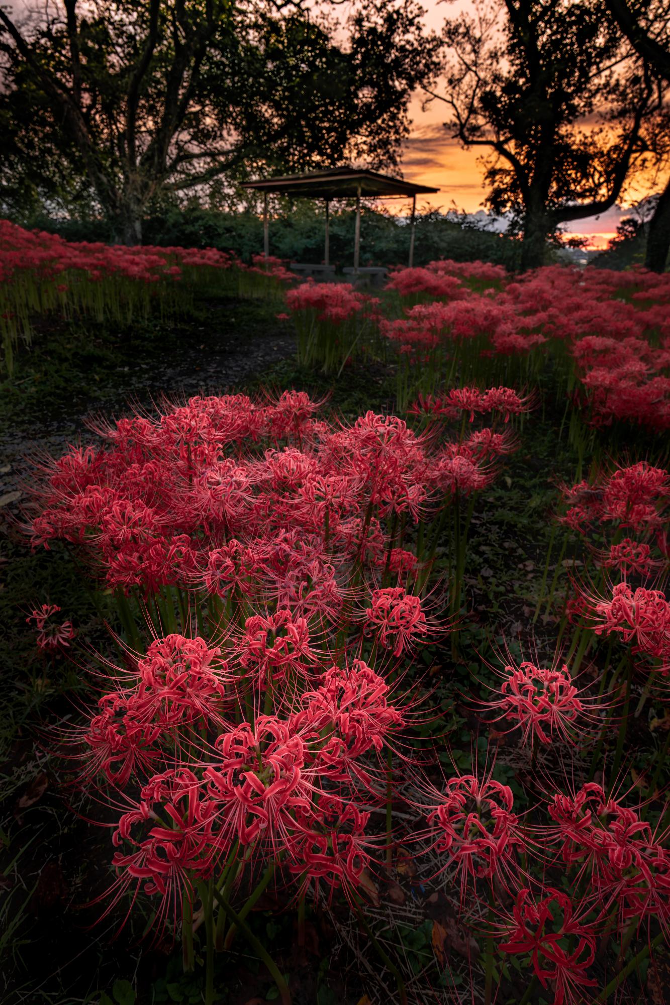 夜明け、赤く染まる羽黒山公園
