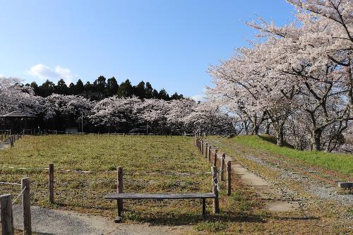 松山御本丸公園の桜