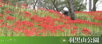 羽黒山公園のに咲く真っ赤な彼岸花の写真