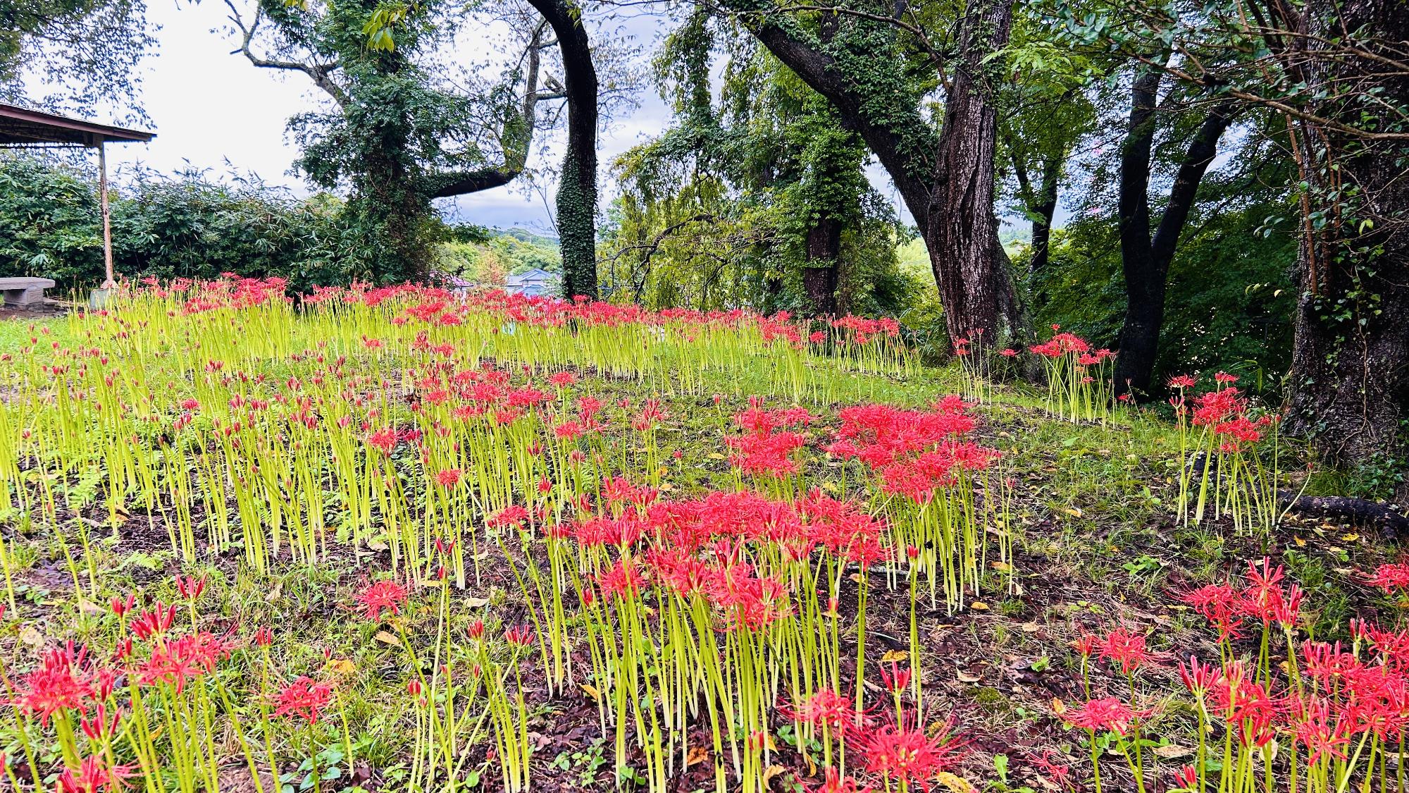 R7.9.18　羽黒山公園山頂部