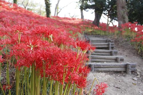 古川羽黒山公園の彼岸花