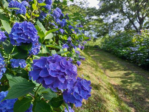 加護坊山のあじさい