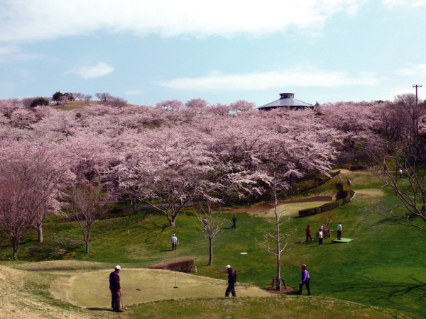 加護坊山の桜