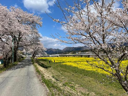 川渡河川敷の菜の花