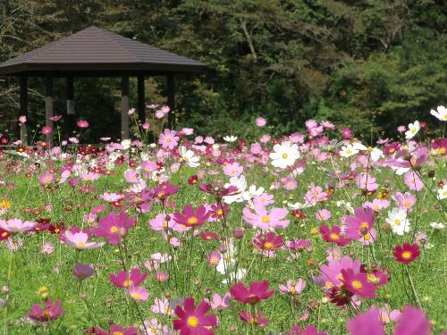 松山御本丸公園のコスモス