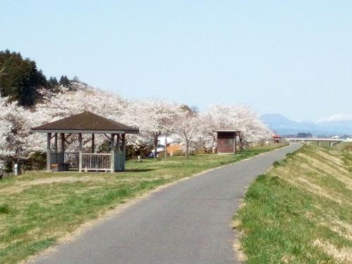 三本木桜づつみ公園の桜