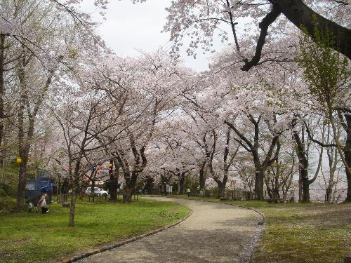 岩出山城山公園の桜