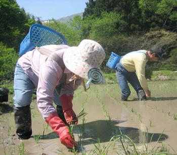 水の張った田んぼの中に入っている2名の方が、作業帽に蚊取り線香をつけ背中にかごを背負い田植えをしているの写真