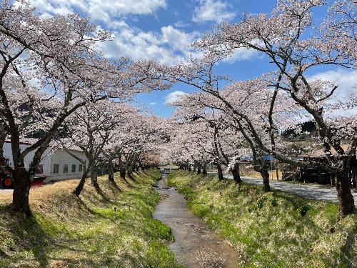 湯沢川の桜