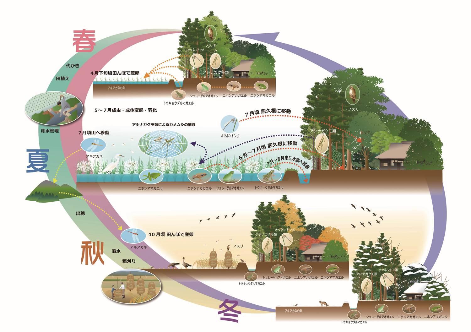 居久根と水田を行き来する生きもののイラスト