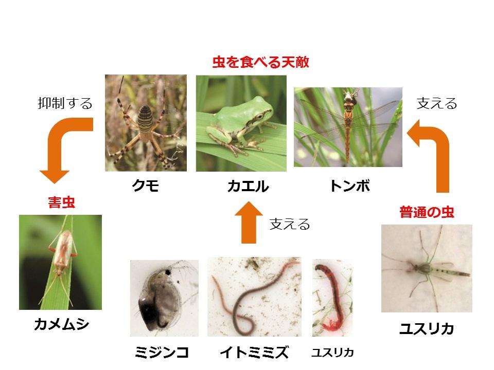 天敵を活かした田んぼの害虫管理の模式図