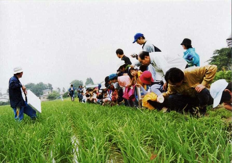 田んぼの中んでしゃがみ込んで生き物を探している親子連れの写真