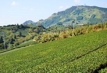 山の斜面に広がる茶畑とお茶の木で描かれた「茶」という文字の写真