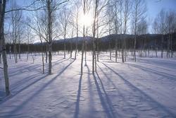 葉の落ちた木々の間から太陽が差している雪景色の写真