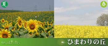 左：夏のひまわりの畑の写真、右：春の菜の花畑の写真