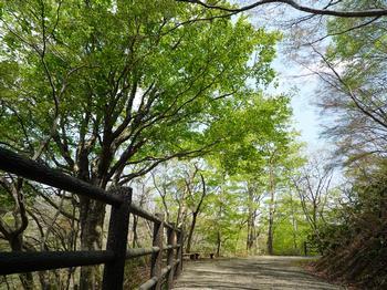 青空と新緑の大深沢遊歩道の写真