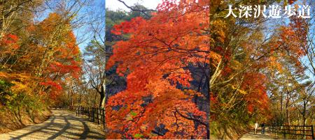赤や黄色やオレンジに色づいた大深沢遊歩道の紅葉の写真