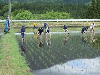 水が張られた田んぼに入り、手作業で稲の苗を植えている大学生の写真